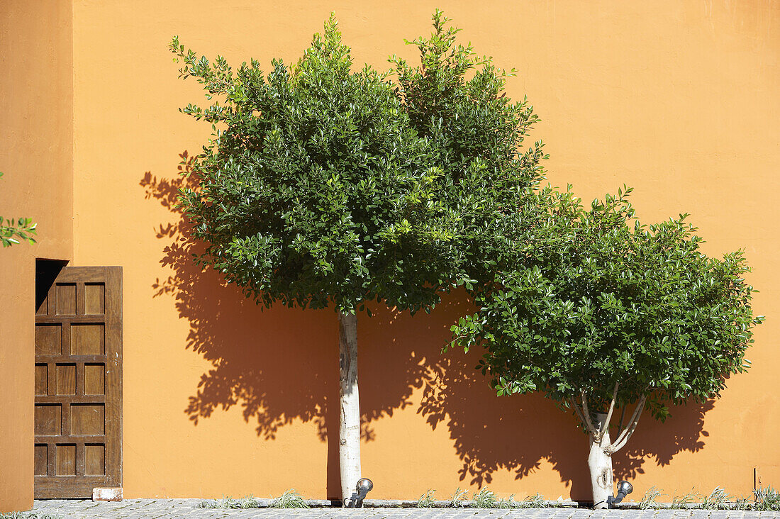 Typical Andalusian courtyard with orange trees. Sevilla, Andalusia, Spain.