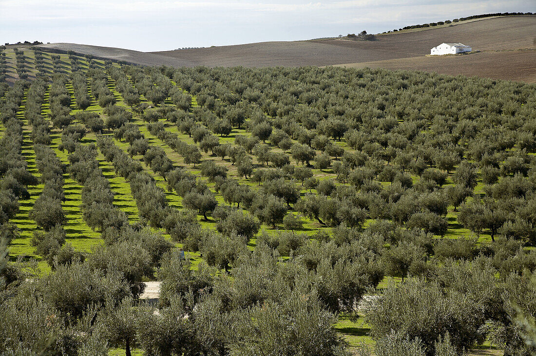 Olive trees around Baena. Córdoba province. Andalucia. Spain.