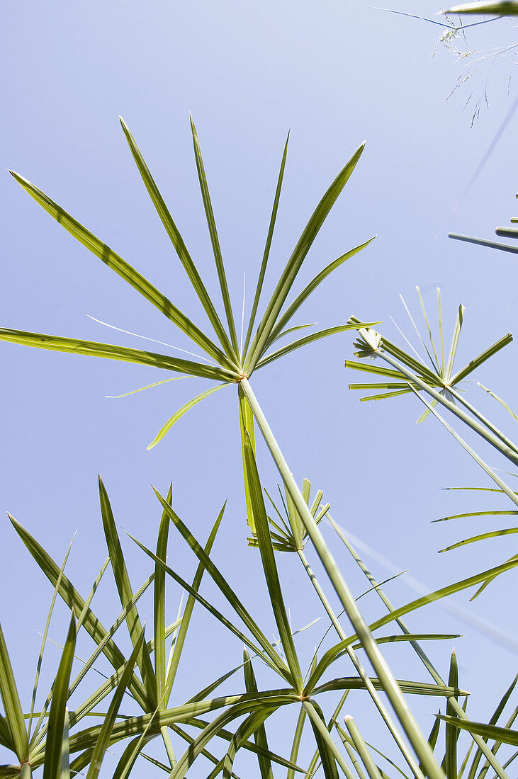 Außen, Blatt, Blätter, Blau, Blauer Himmel, Botanik, Detail, Details, Farbe, Froschperspektive, Grün, Himmel, Hintergrund, Hintergründe, Nahaufnahme, Nahaufnahmen, Natur, Pflanze, Pflanzen, Tageszeit, Vegetation, T83-552713, agefotostock