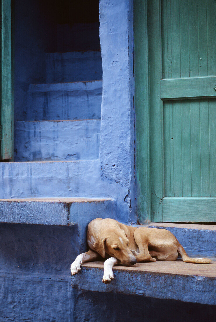 Dog, Jodhpur. Rajasthan, India (October, 2005)