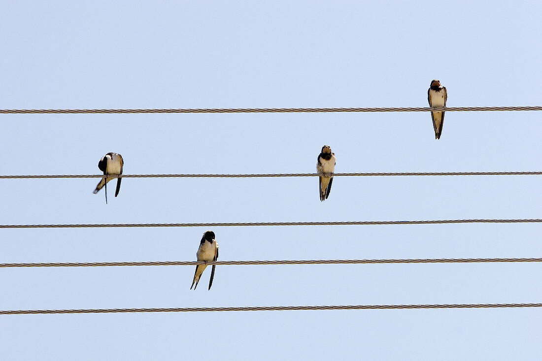 Romania, Bertani, Swallows (Hirundo rustica) on the Wire