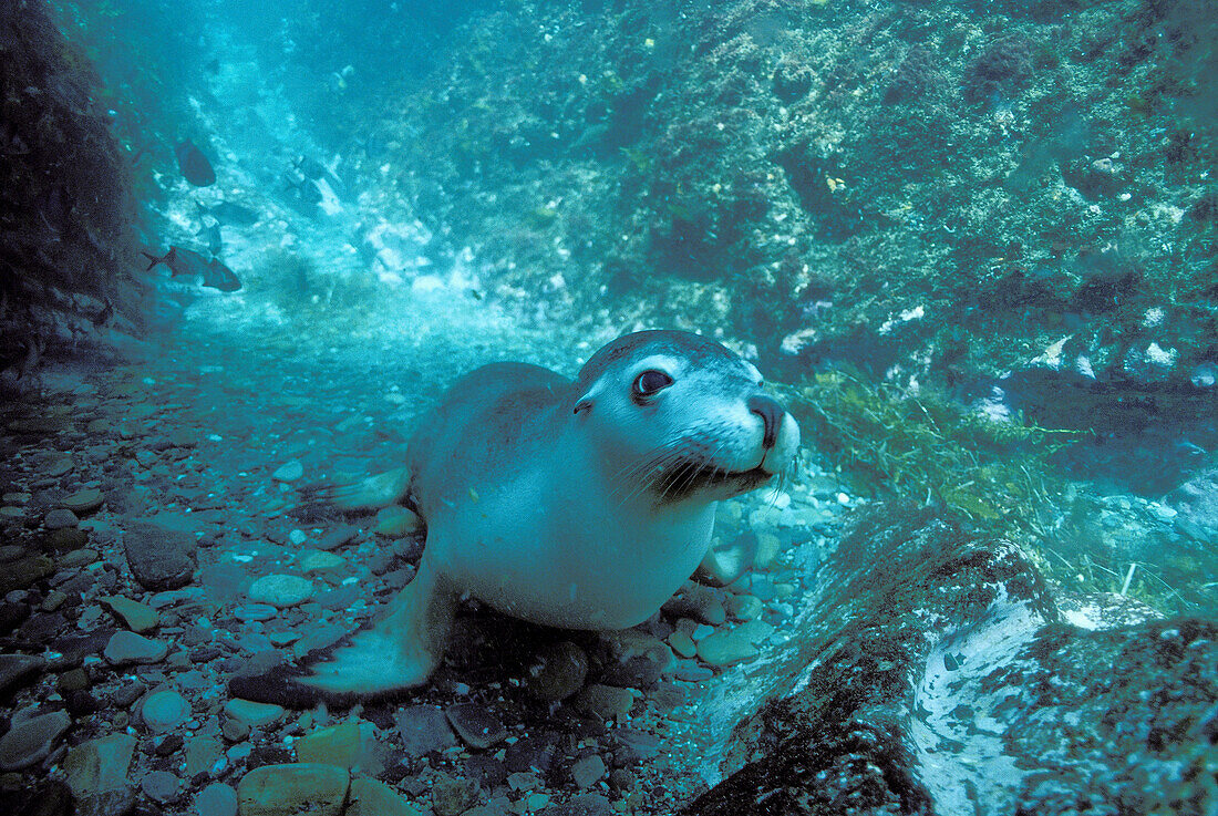 Australia, Kanguru Island, Sea Lion (Otaria Flavescens).