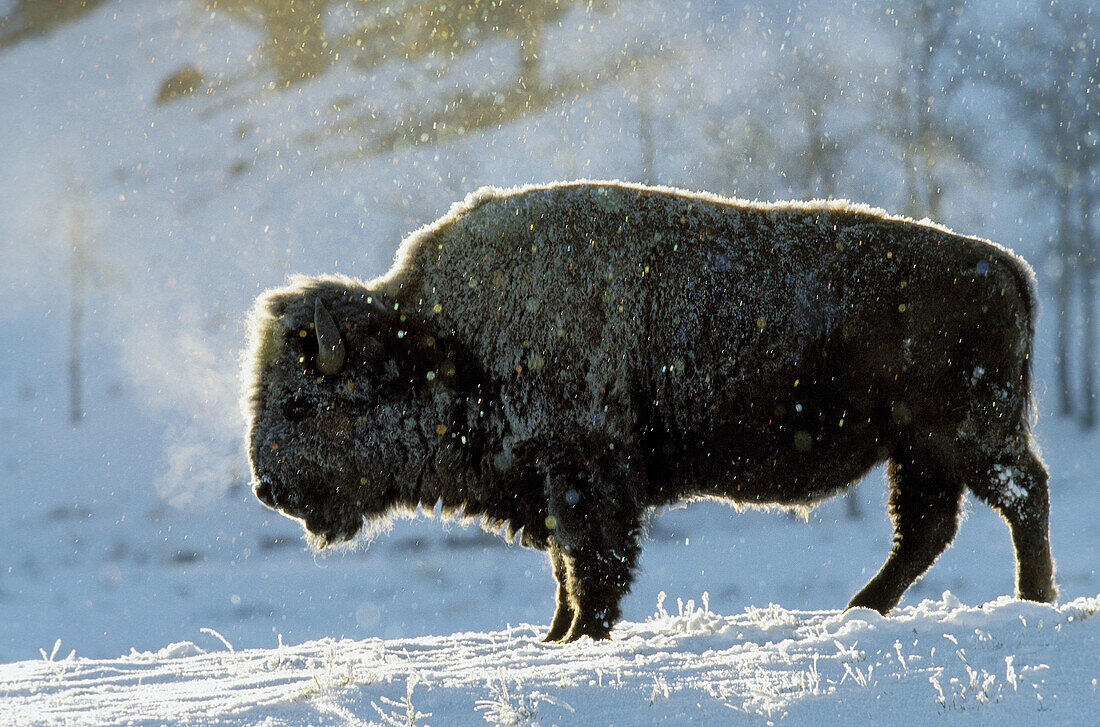 NA, USA, Wyoming, Yellowstone NP, American bison foraging in winter