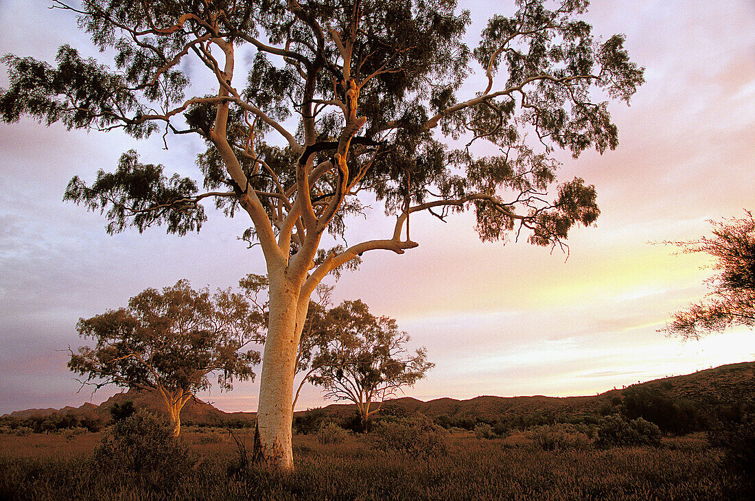 Australia, South Australia, Flinders Range. Red River Gums (Eucalyptus camaldulensis)