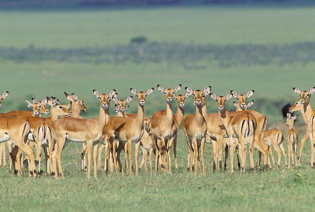 Impala (Aepyceros melampus) Africa, Kenya, Masai Mara Game Reserve.