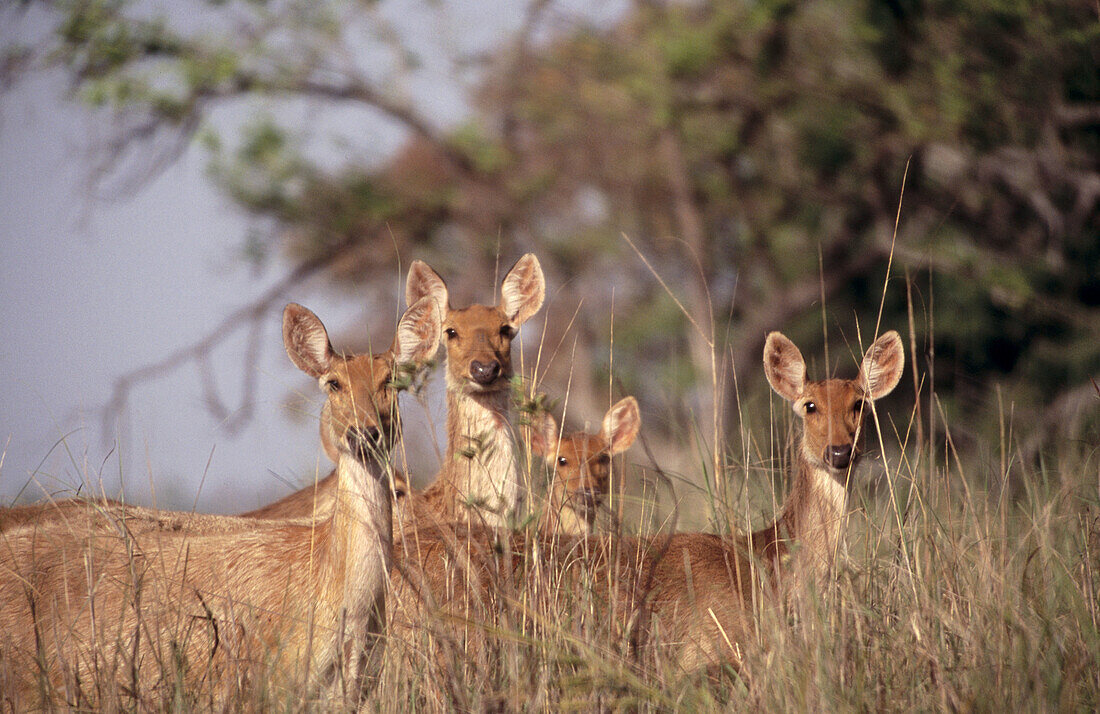 Swamp deer (female). Kanha National Park. India.