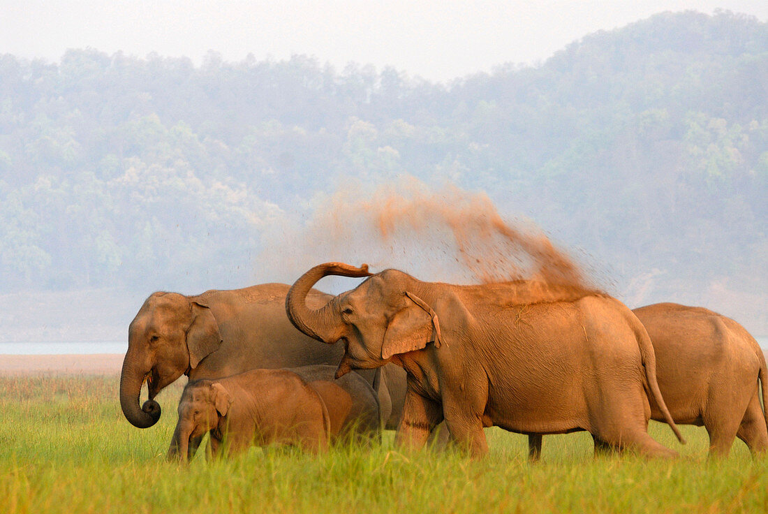Asian Elephant ( Elephas maximus) at Corbett National Park, Uttaranchal, india