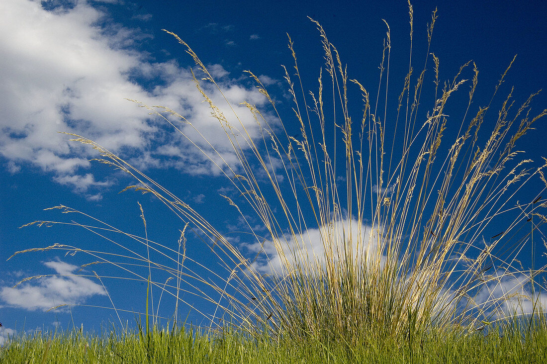Ornamental grass plant against summer sky.