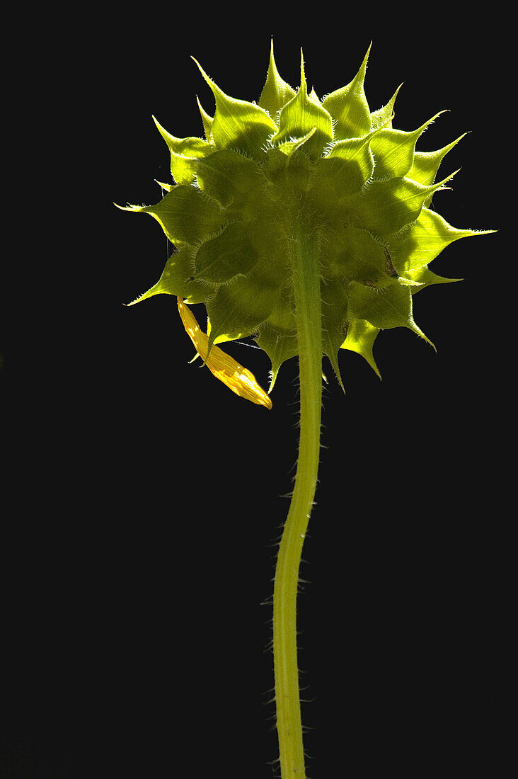 Backlit sunflower.