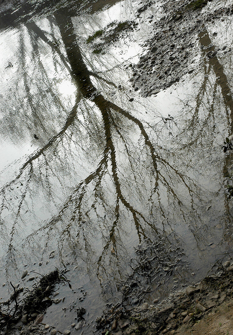 Aussen, Baum, Bäume, Baumstamm, Baumstämme, Draussen, Geheimnis, Geheimnisvoll, Jahreszeit, Jahreszeiten, Kalt, Kälte, Natur, Pflanze, Pflanzen, Reflektion, Reflektionen, Schwarzweiss, Spiegelbild, Spiegelbilder, Spiegelung, Stamm, Stämme, Vegetation, Was