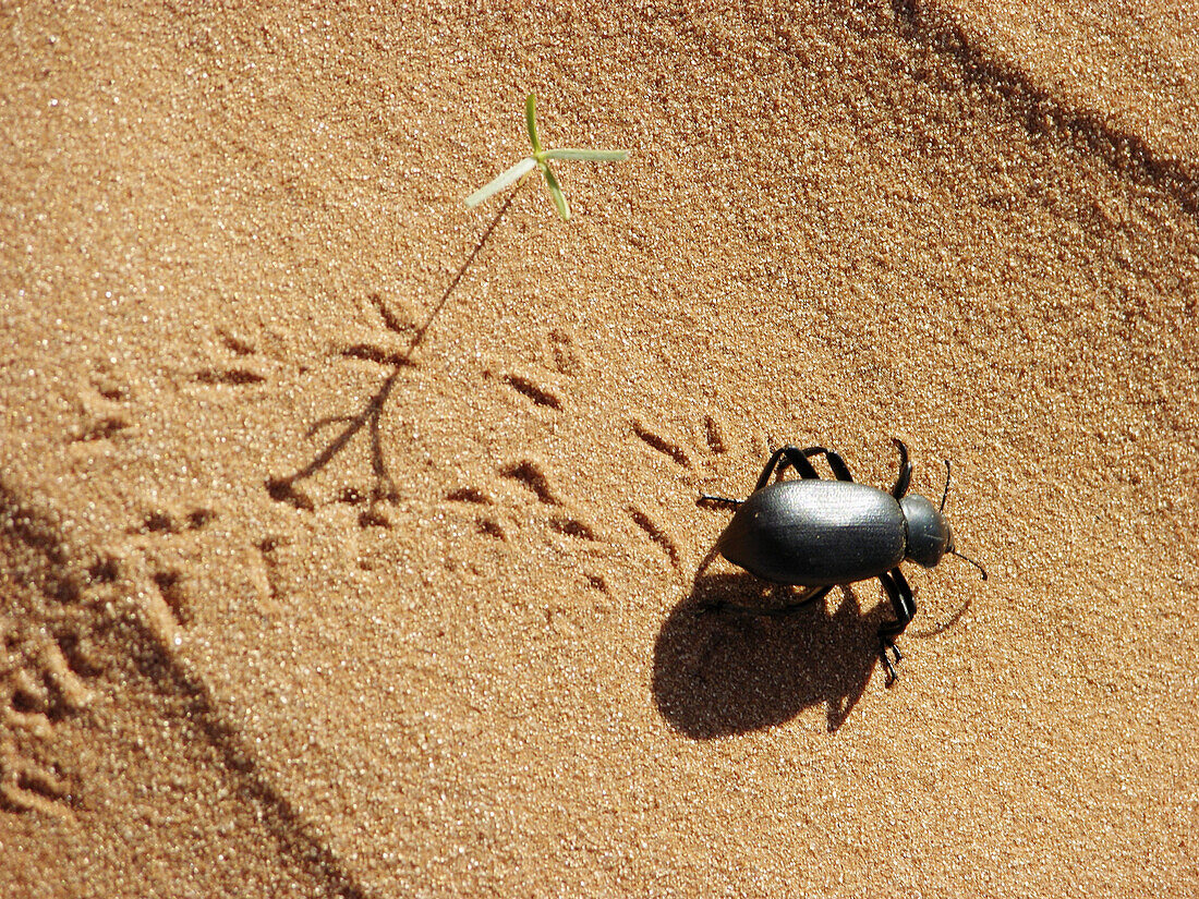 Pinacate Bug Eleodes Tenebrionidae Coleoptera Monument Valley National Park Navajo Nation Arizona United States