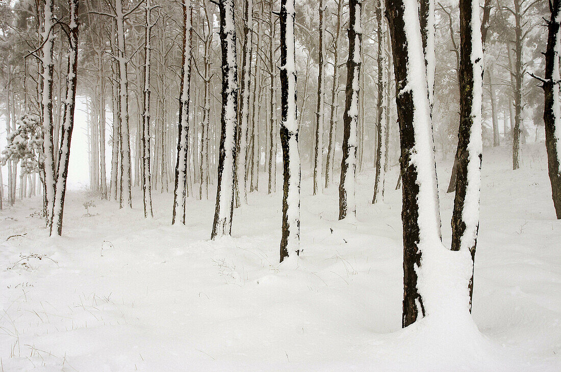 Snowy wood. Sierra de Codés. Navarra. Spain.