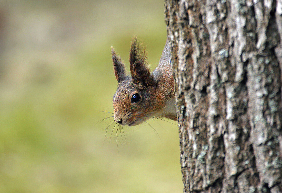 Squirrel. Sweden