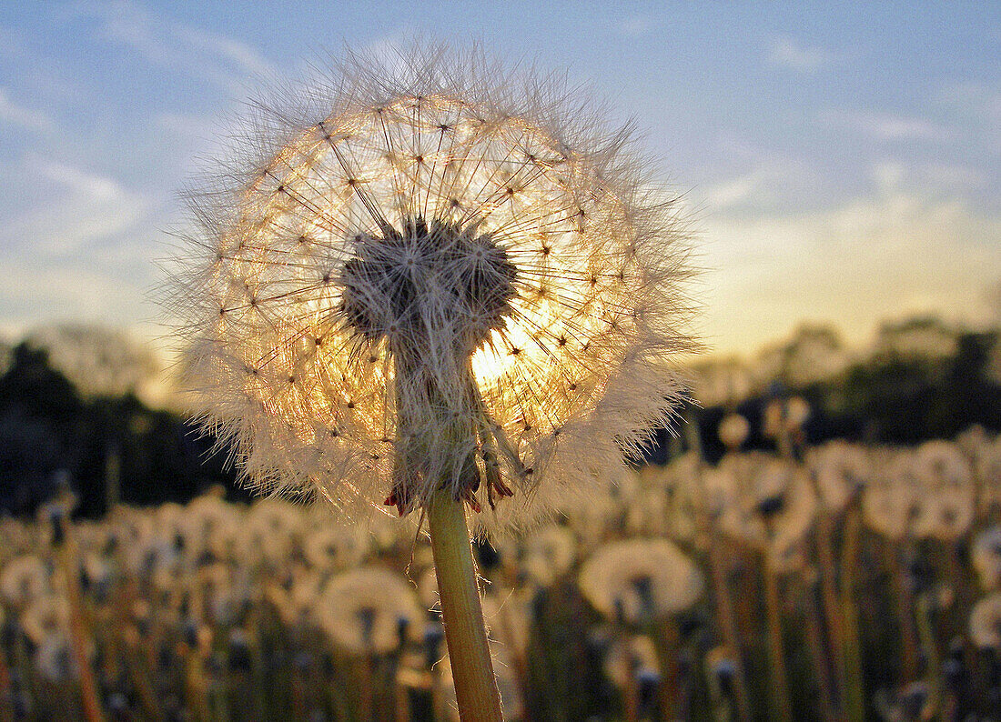 Dandelion sunset