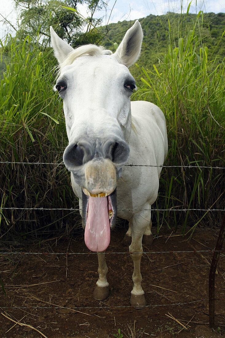 Maui horse with a really funny face. … – License image – 70202420 ❘  lookphotos