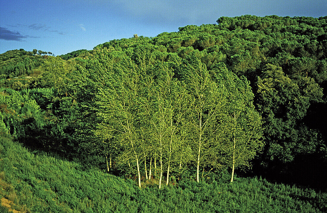 Trees and wind