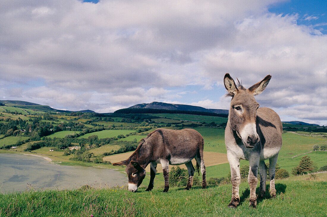Donkeys. County Sligo. Ireland