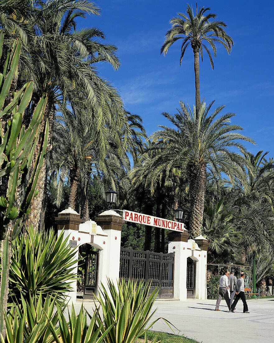Municipal park. Elche. Alicante province. Spain