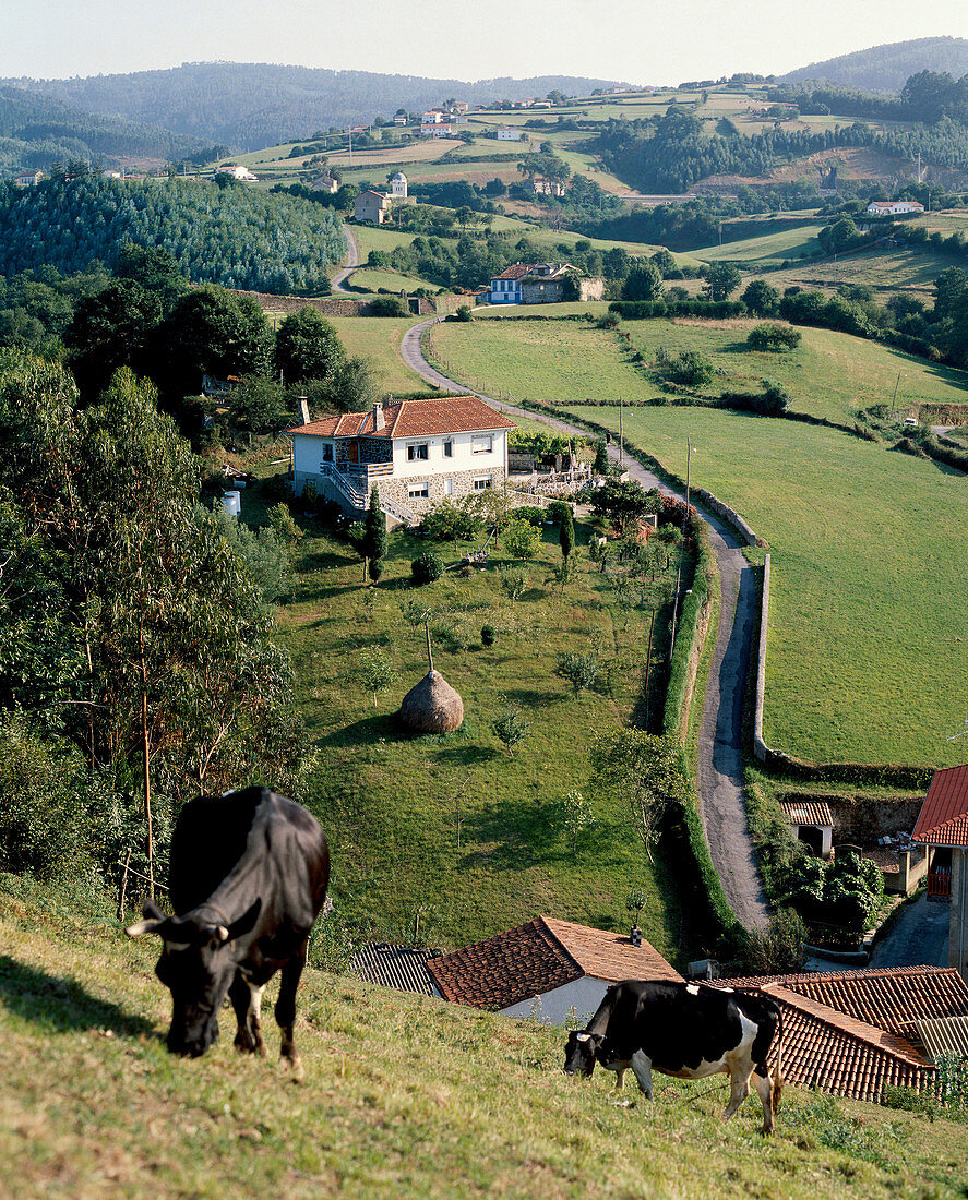 Cattle grazing near Cudillero, Asturias, Spain