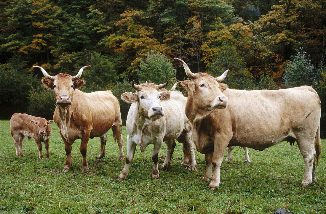 Pyrenean breed cattle, Irati, Navarre, Spain