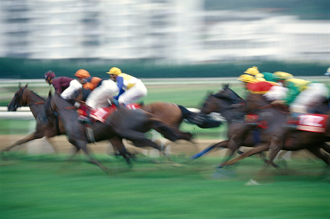 Horse race in the Lasarte racetrack. Guipúzcoa, Euskadi, Spain