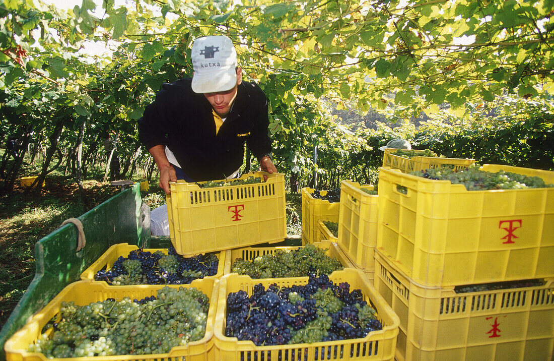 Weinlese, Weinberge von Txakoli. Getaria, Guipúzcoa, Euskadi, Spanien