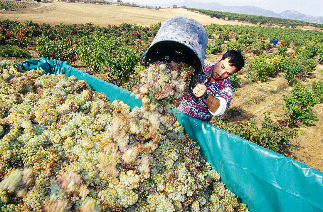 Weinlese, Haro. La Rioja, Spanien