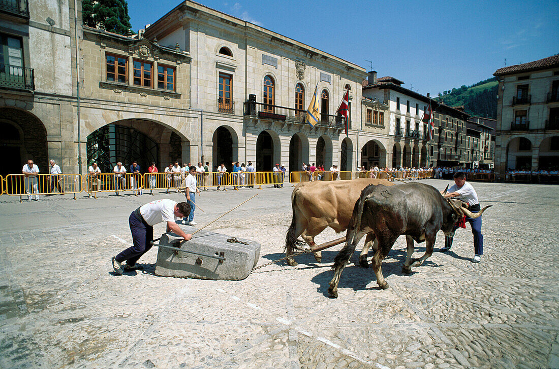 Idi proba (von Ochsen gezogene Felsbrocken, traditioneller baskischer Sport), Zumarraga. Guipuzcoa, Euskadi, Spanien