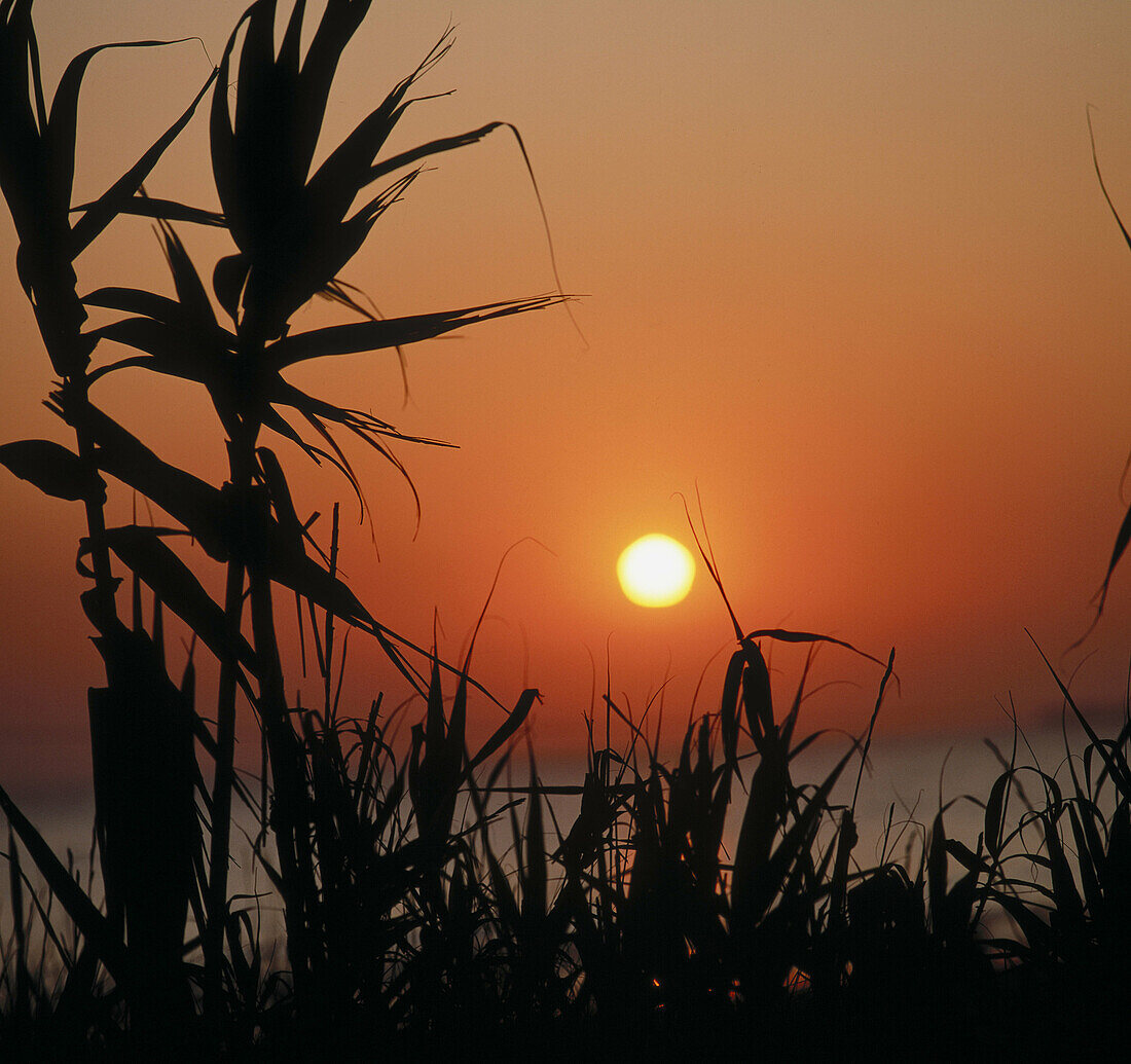 Barrosa beach, Chiclana de la Frontera. Cádiz province, Andalusia, Spain