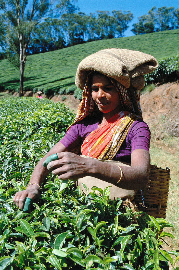 Woman working at tea plantation. Munnar. Kerala. India