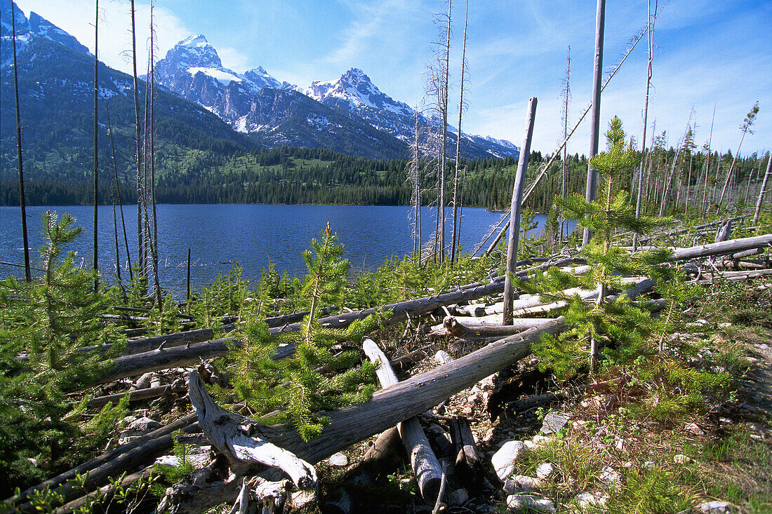 Growing forest after burning. Taggart Lake. Grand Teton National Park. Wyoming. USA