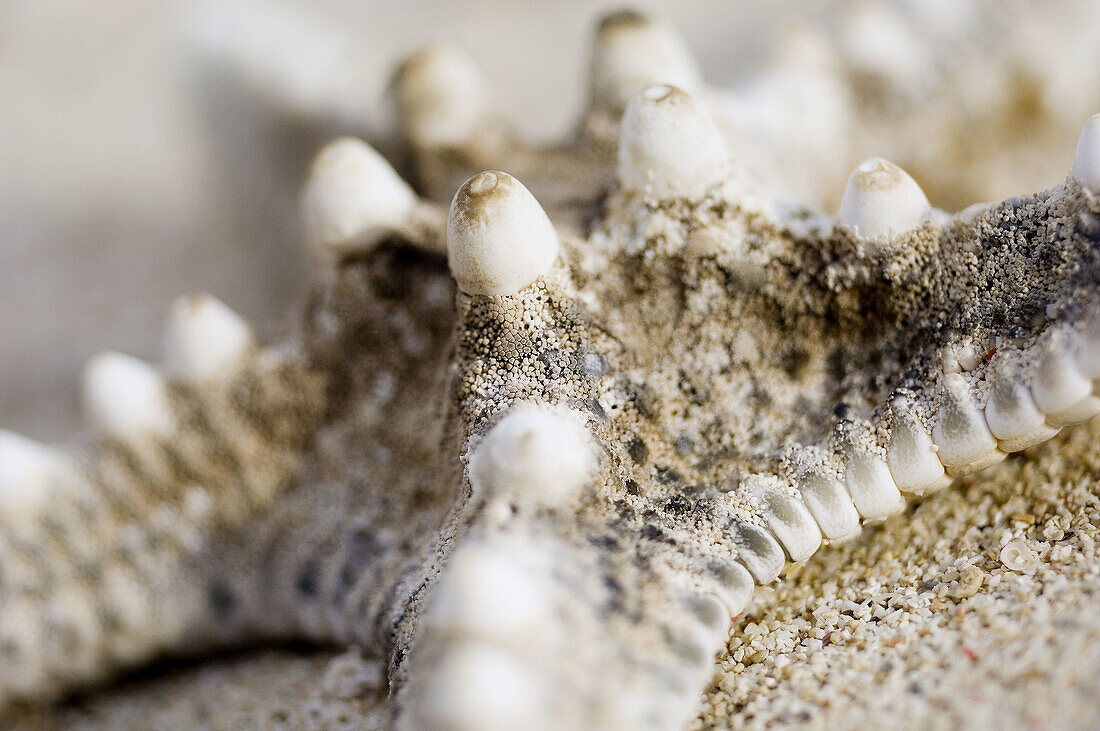 Beached starfish, close-up. Indonesia