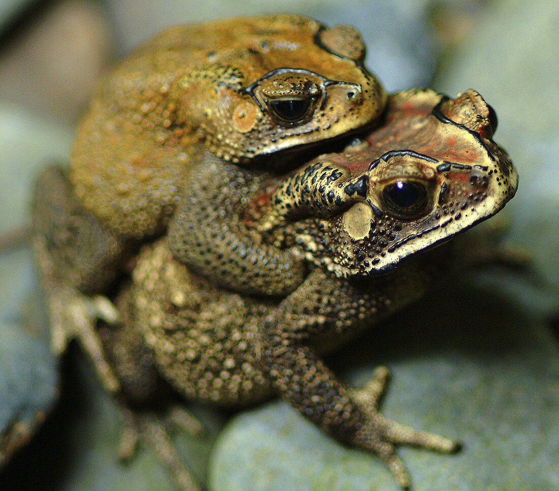 Two frogs mating