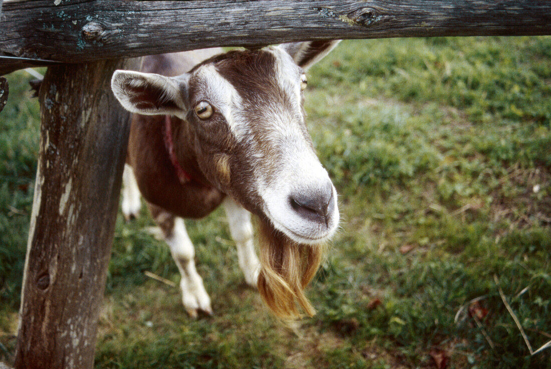 The British Alpine Goat Wendy at Pollys Pancake Parlour in Sugar Hill, New Hampshire, USA.