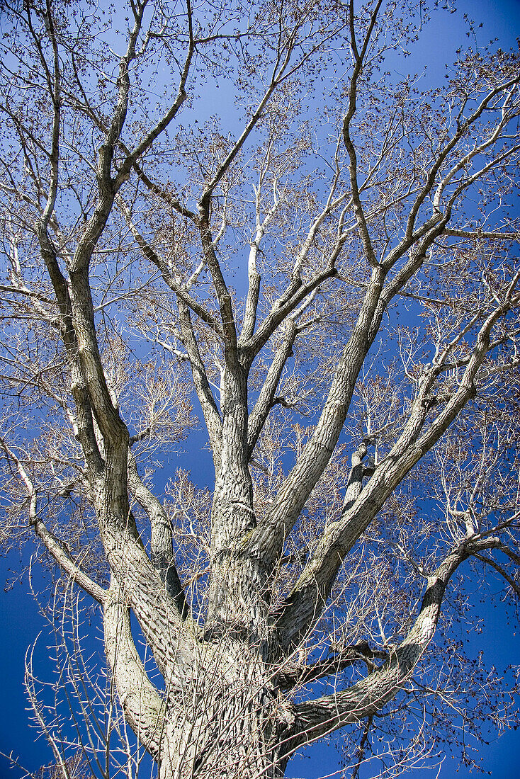 Branches against a blue sky