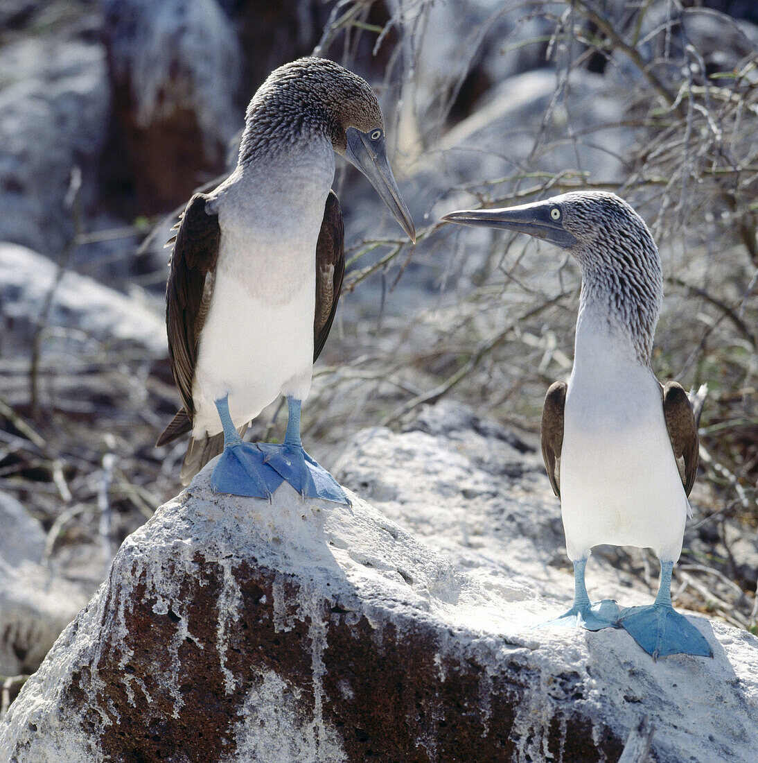 Blue footed boobie. Galapagos Islands.