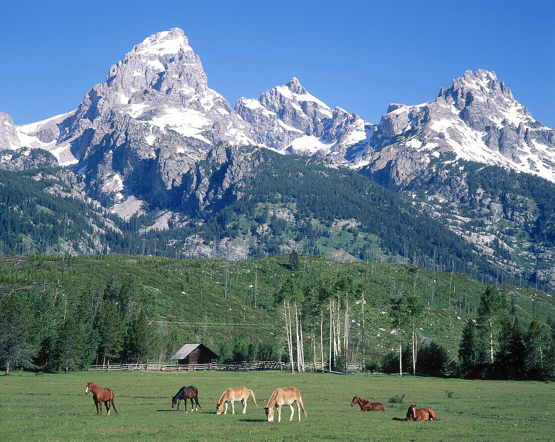 Animals graze underneath the Teton Range. Grand Teton National Park. Wyoming. USA