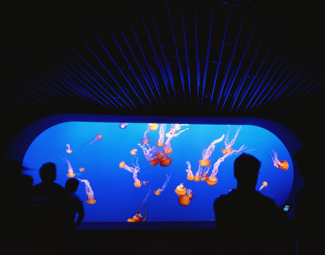 The Monterey Bay Aquarium in Monterey, California. The Jelly Fish exhibit.