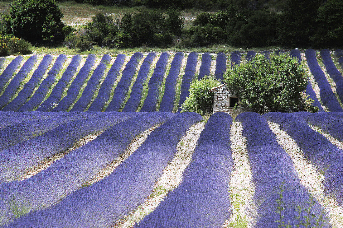 Lavender (Lavandula angustifolia). Sault, Vaucluse, (France)