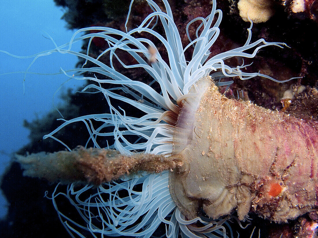 Tube Anemone (Cerianthus membranaceus). Alicante province, Comunidad Valenciana, Spain