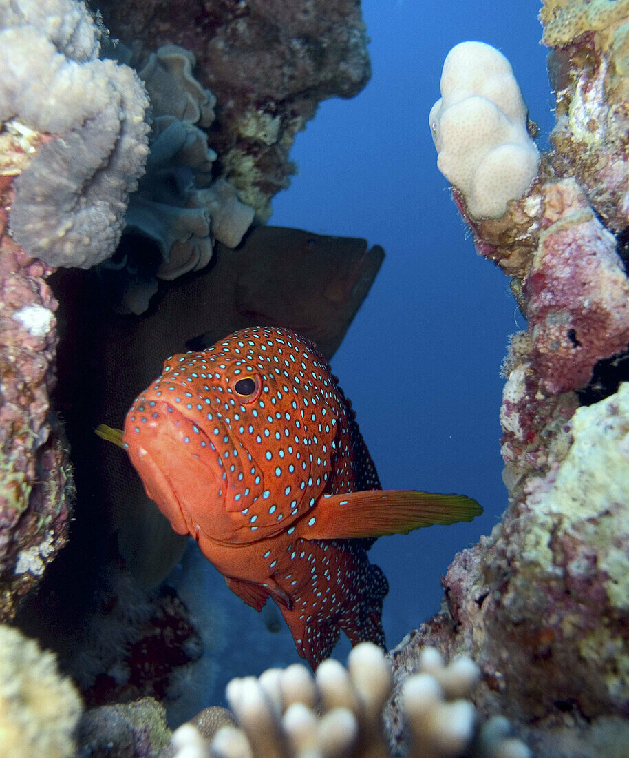Coral Grouper (Cephalopholis miniata). Red Sea, Egypt