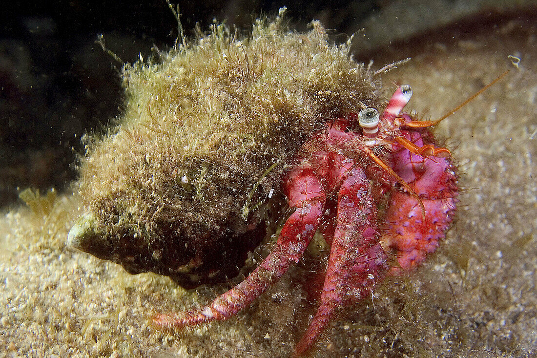 Hermit crab (Pagurus). Benidorm. Alicante province, Comunidad Valenciana, Spain.