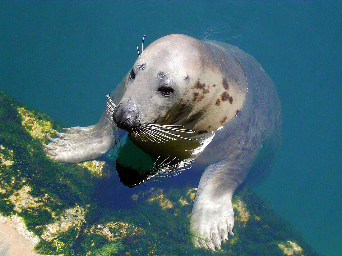 Seal at pond