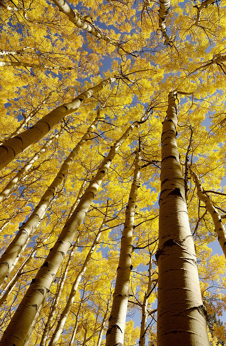 Up angle view of aspen trees near Ouray, Colorado, USA.