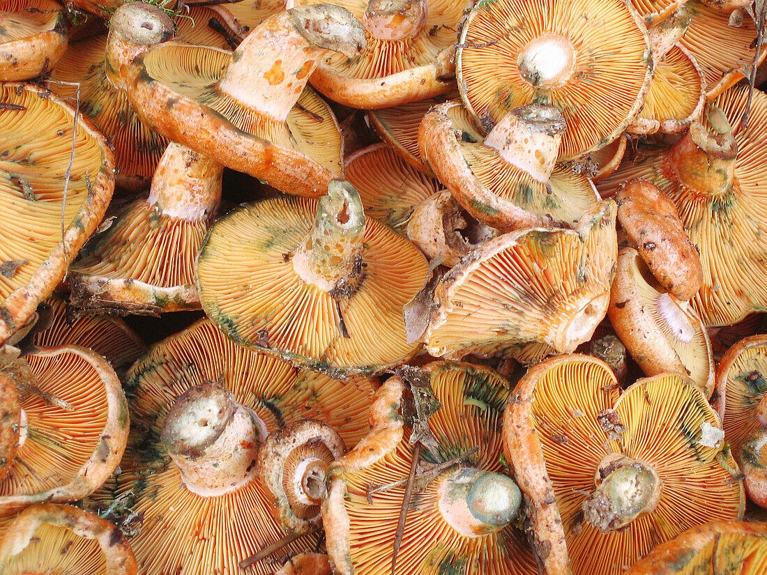 Saffron Milk-cap (Lactarius deliciosus).