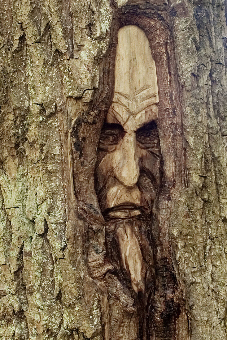 Carving, Close up, Close-up, Closeup, Color, Colour, Daytime, Detail, Details, Exterior, Face, Faces, Fear, Headshot, Headshots, Moss, Mossy, Mysterious, Mystery, Outdoor, Outdoors, Outside, Sculpture, Sculptures, Tree, Trees, Trunk, Trunks, Wood carving,