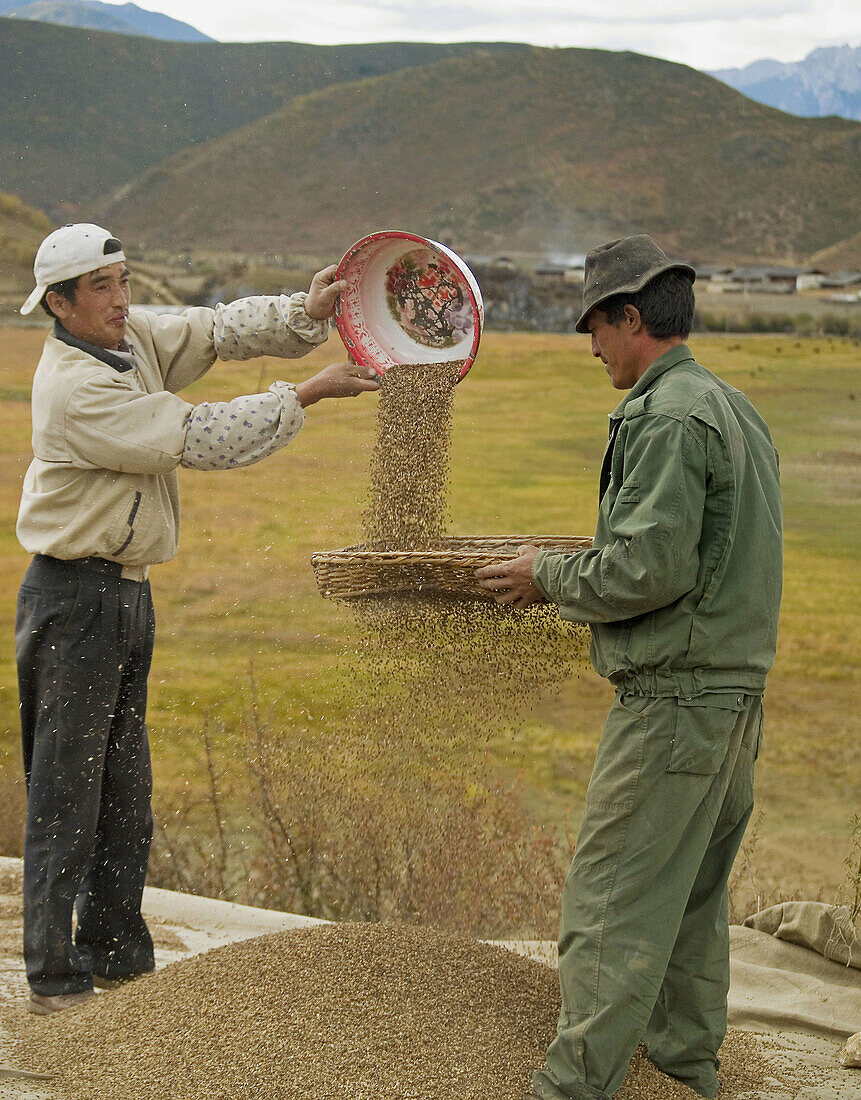 2 Tibetan men working the barley, Shangri La, China