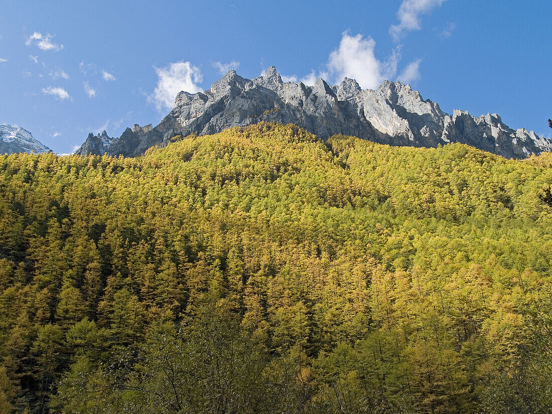 fall extravaganza, golden larches under peaks, Yading National Park, Szechuan, China