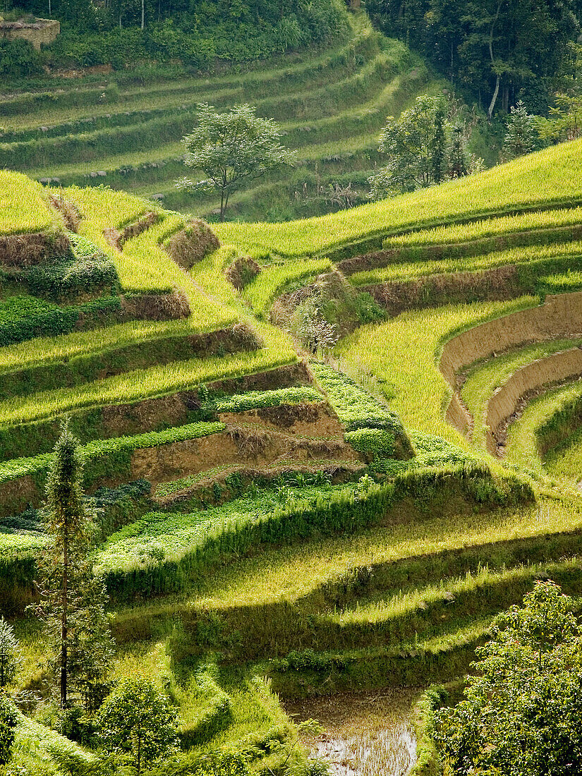 dream rice terraces, Yuanyang, China