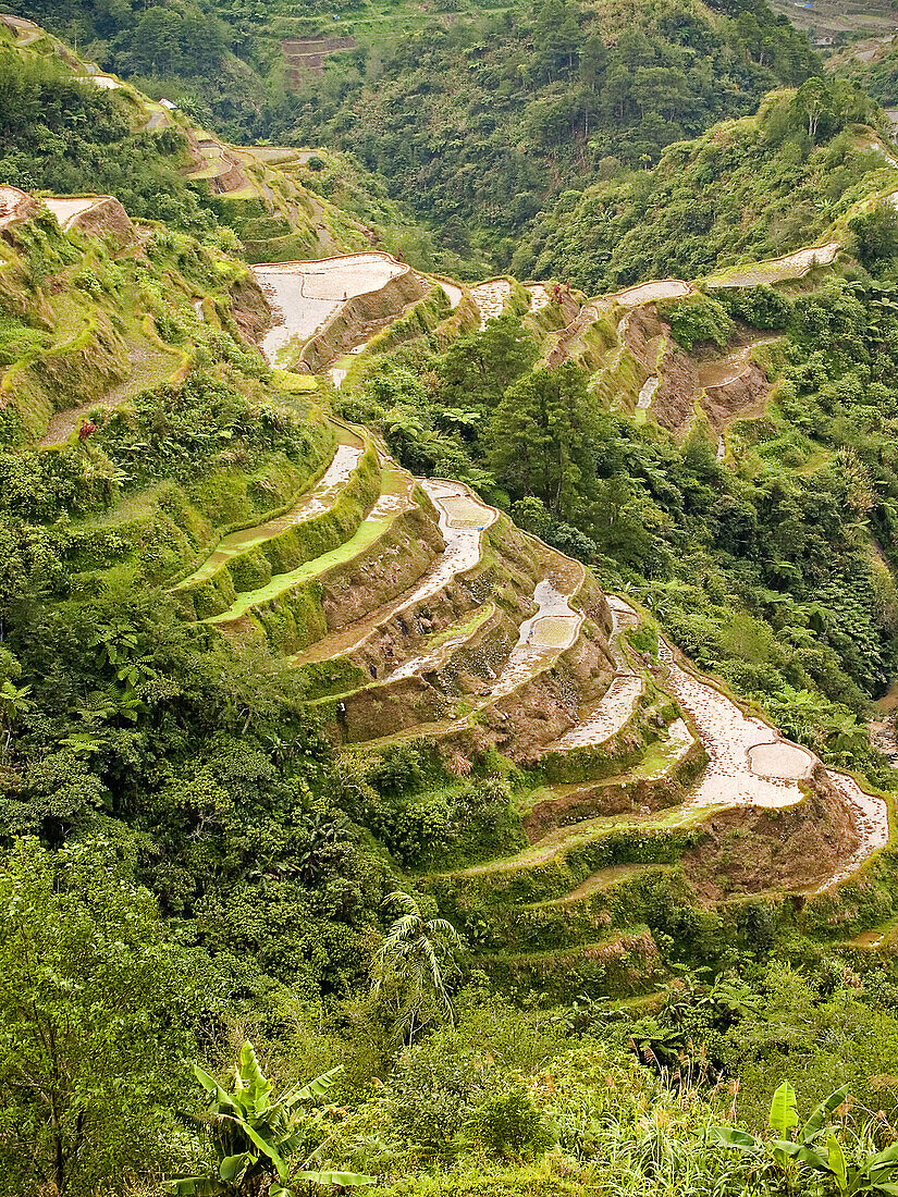the world famous Banaue rice terraces, a UNESCO World Heritage Site, Philippines
